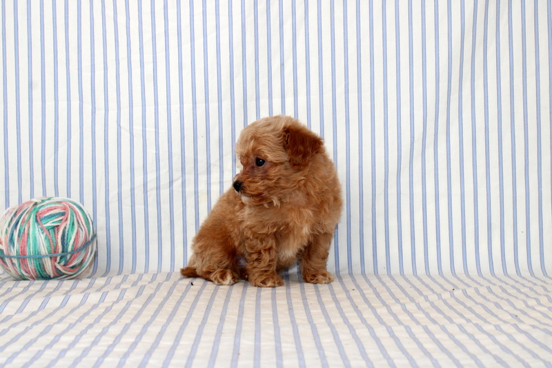puppy, for, sale, Shi Poo, Matthew B. Stoltzfus, dog, breeder, Gap, PA, dog-breeder, puppy-for-sale, forsale, nearby, find, puppyfind, locator, puppylocator, aca